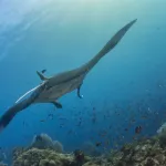Wisata Bahari di Raja Ampat Surga Bawah Laut Indonesia