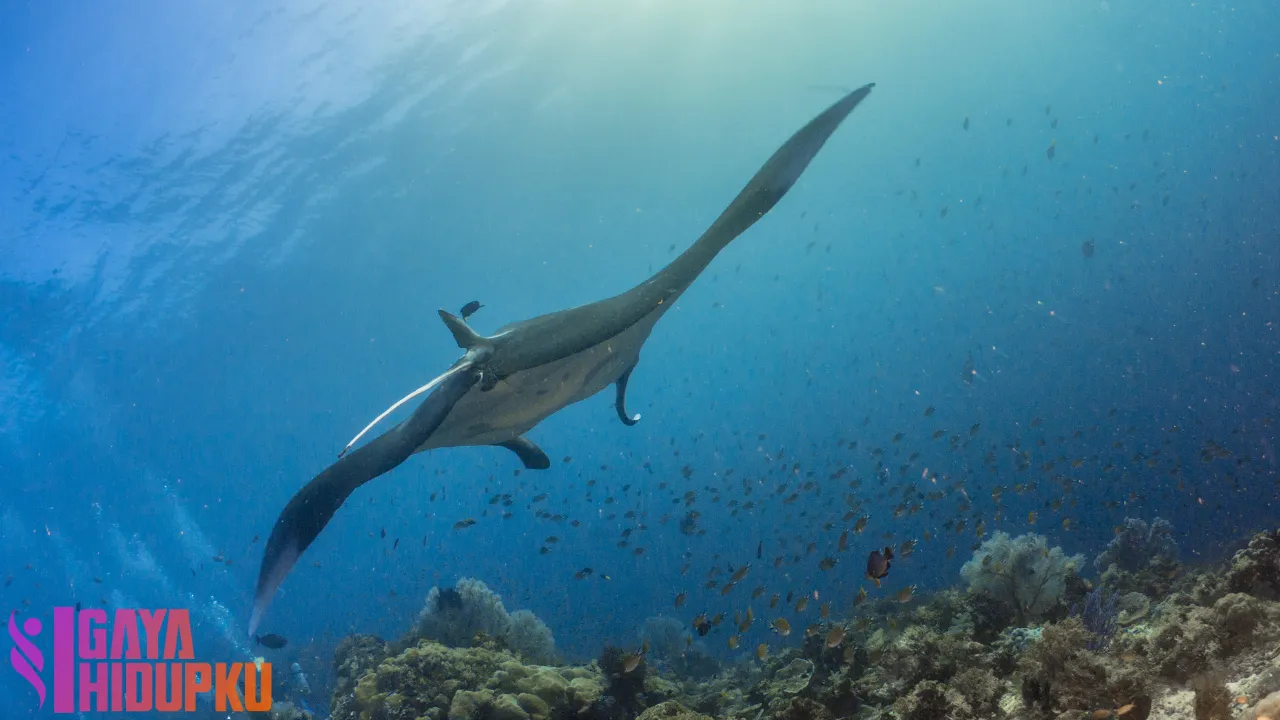 Wisata Bahari di Raja Ampat Surga Bawah Laut Indonesia