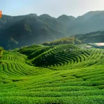 Wisata Kebun Teh Puncak Menikmati Pemandangan Alam