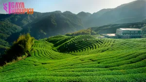 Wisata Kebun Teh Puncak Menikmati Pemandangan Alam