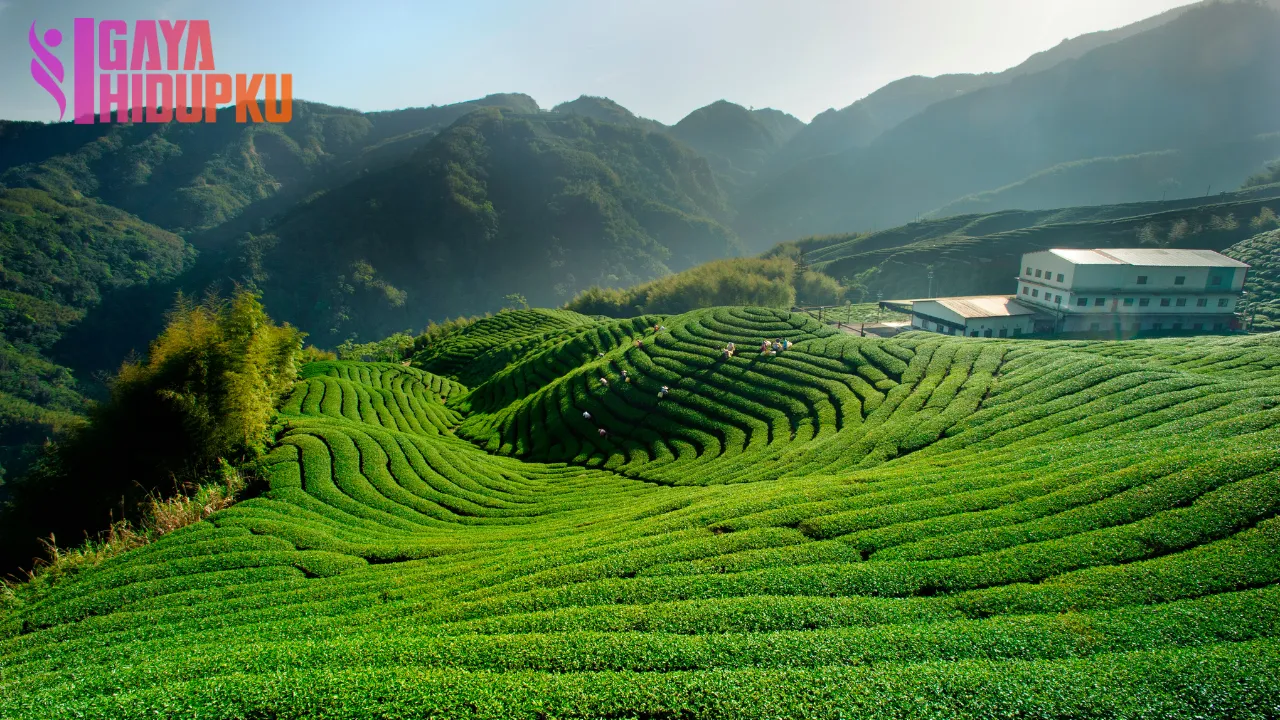 Wisata Kebun Teh Puncak Menikmati Pemandangan Alam